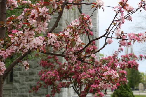 Photograph of a tree blooming with soft pink flowers, with campus buildings in the background