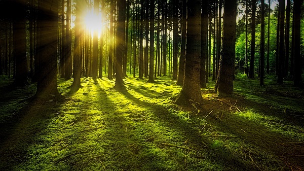 "sun streaming through trees on a moss covered forest floor"