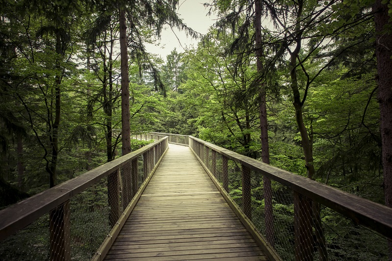 bridge through a forest
