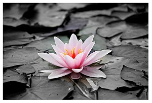 "pink and white lily on a black and white lake"