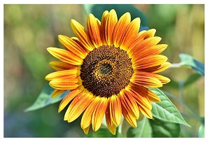 "orange and yellow sunflower in a field"