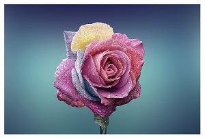 "multicoloured rose on a blue background"