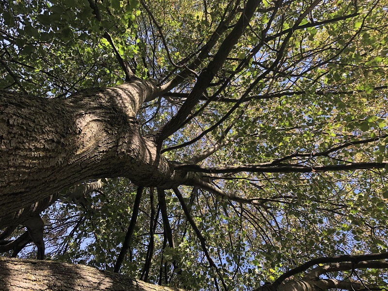 "looking up the main trunk at the limbs and leaves"