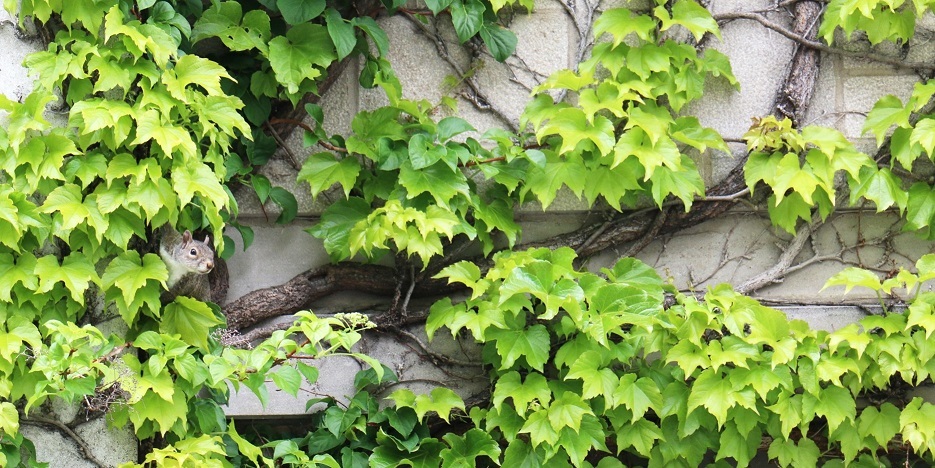 squirrel in ivy