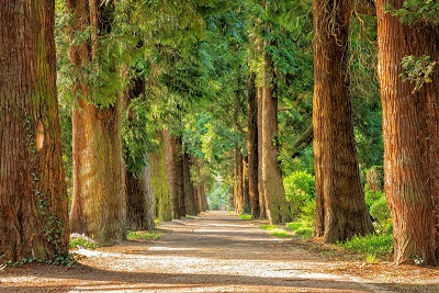 "Large trees lining a narrow road with warm yello light streaming throuhg them from the left"