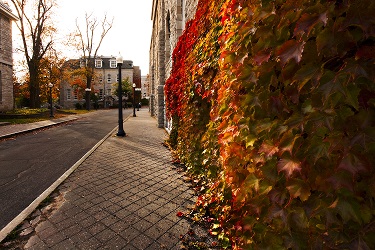 "Queen's campus ivy in Fall"