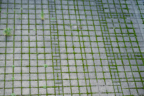 Overview of a stone patio with grass growing between the cracks