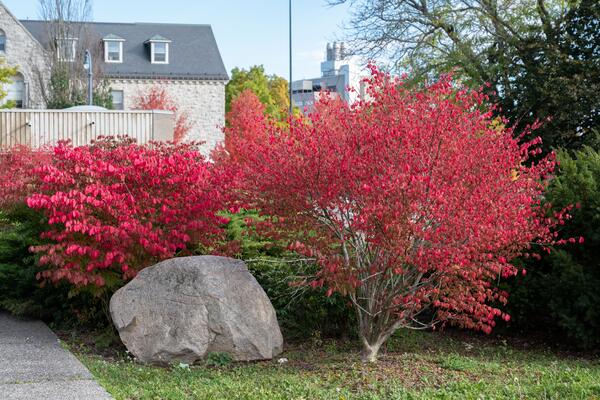 Bright red foliaged bush on Queen's campus