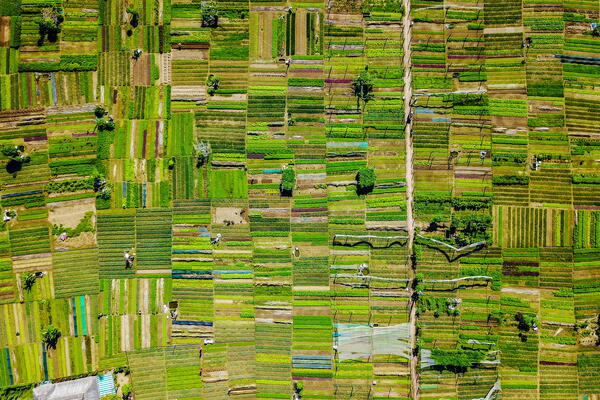 Aerial view of farmland