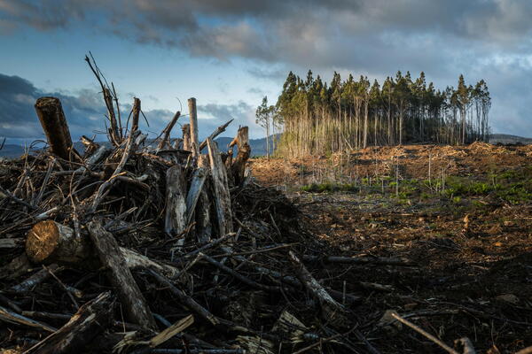 The Political Economy of Resource Extraction