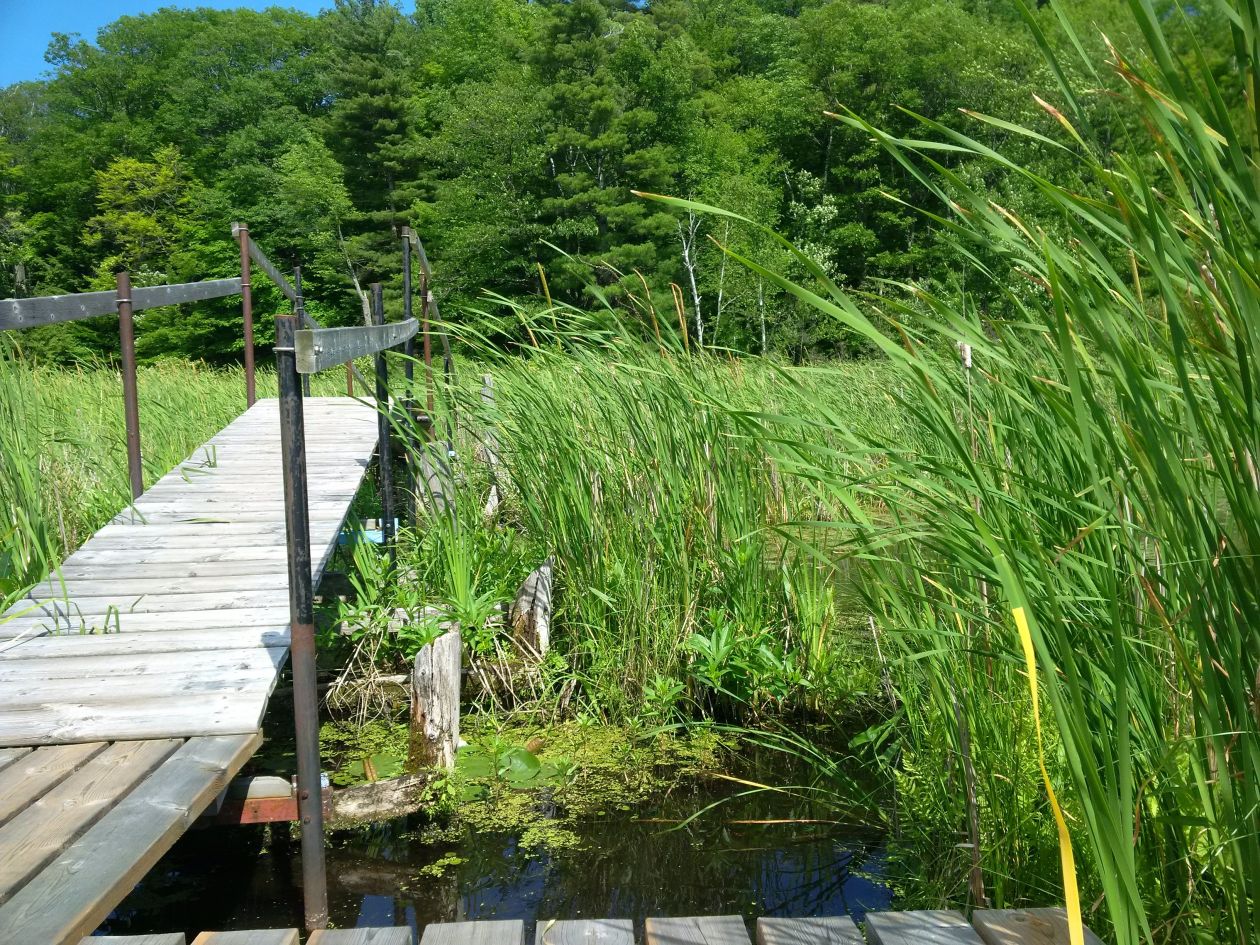 wooden bridge going through fields
