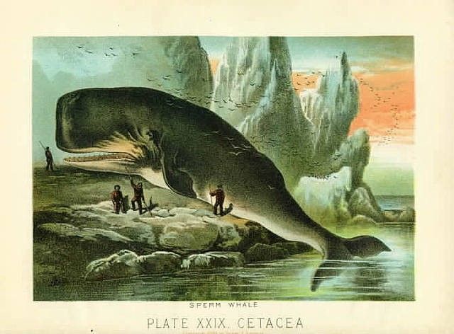 big whale on the beach with fisherman around