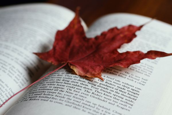 Red leaf laying on top of an open book
