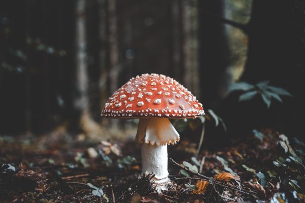 Red and white mushrooms in forrest