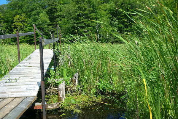 grassy field with a bridge going through it. 