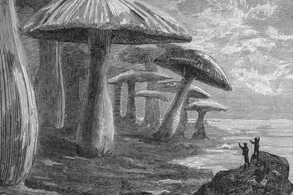 two people standing on a rock looking at huge wild mushrooms