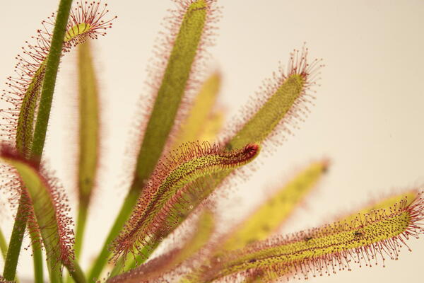 flowers and stems