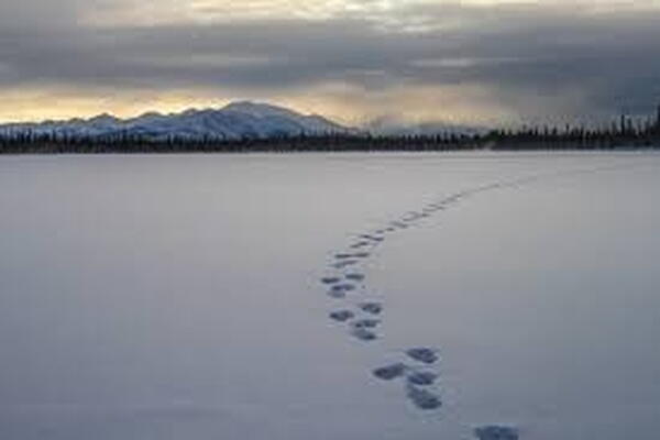 footprints in the snow in an open winter field area
