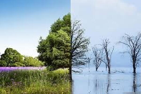 split picture of a tree in spring and fall or winter