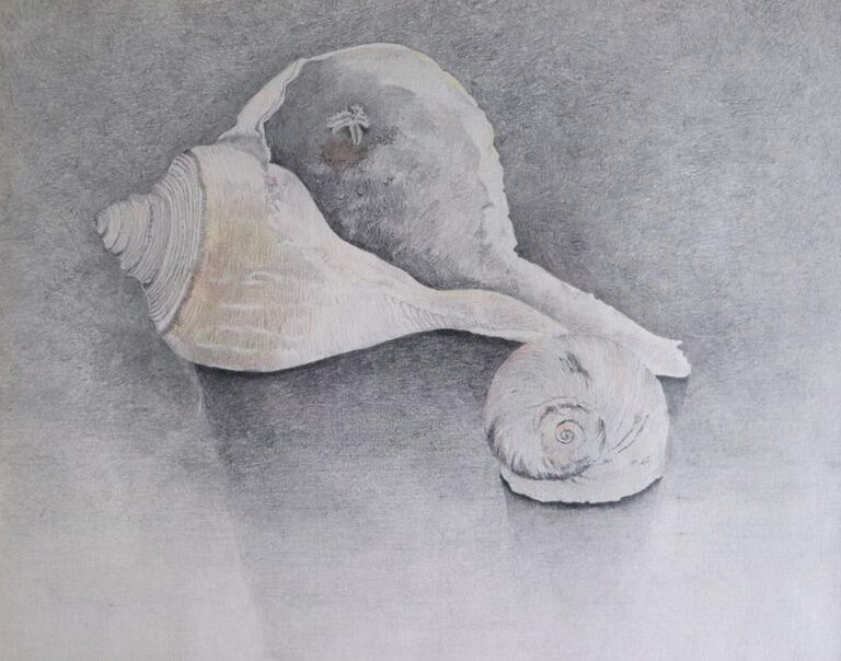 sketch of seashells