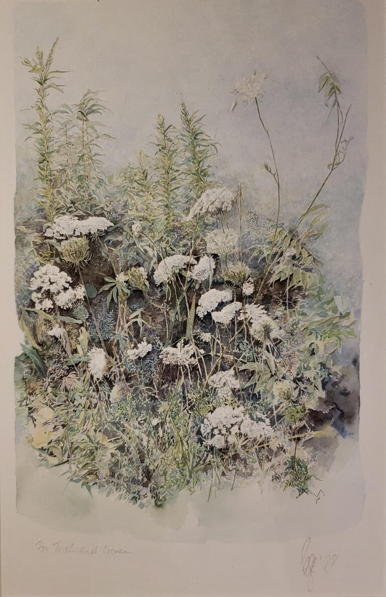 image of white wildflowers with green grass 
