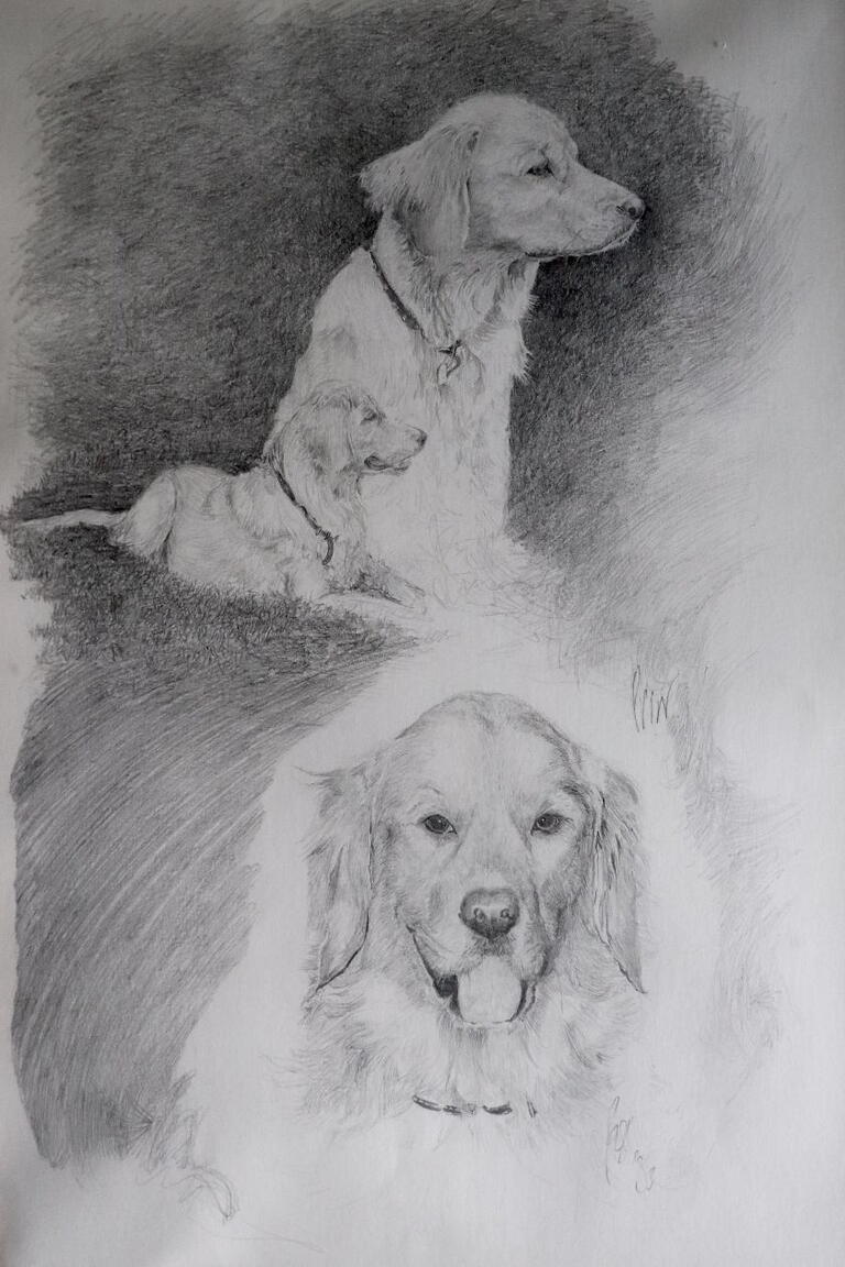 pencil drawn sketches of dog