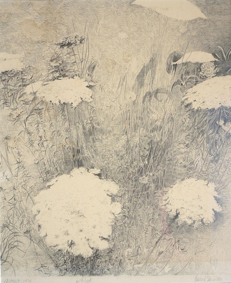 pencil drawing of the flower queen annes lace