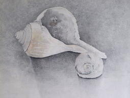 sketch of seashells