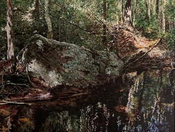 image of grassy pond in the woods 