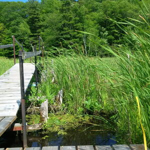 grassy field with a bridge going through it. 