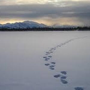 footprints in the snow in an open winter field area
