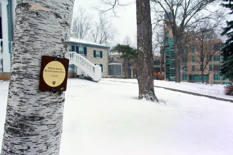 Winter view of Summerhill, with White Birch tree in foreground