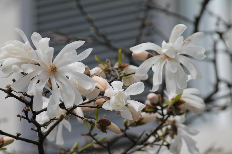 star_magnolia