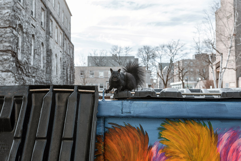 Squirrel sits atop a colourful bin.