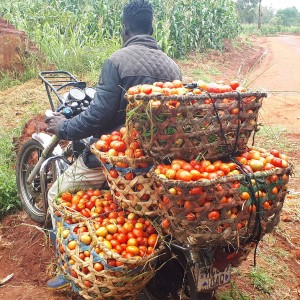 A small-scale tomato farmer using Motorbike to carry tomatoes to wholesale markets