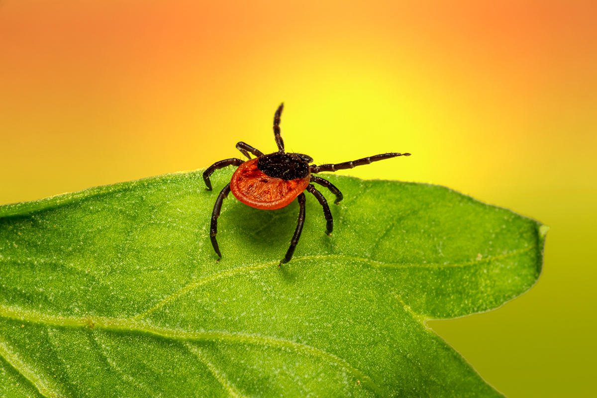 Lyme disease, caused by Borrelia burgdorferi carried by ticks, can lead to Lyme carditis, a serious complication that affects heart function. (Unsplash / Erik Harits)