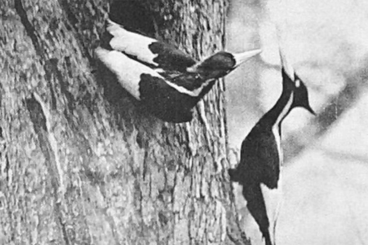 The male ivorybill leaves as the female returns. Photo taken in Singer Tract, La., in April 1935. The last undisputed observation of an ivory-billed woodpecker occurred in 1944. (Arthur A. Allen/Wikipedia)