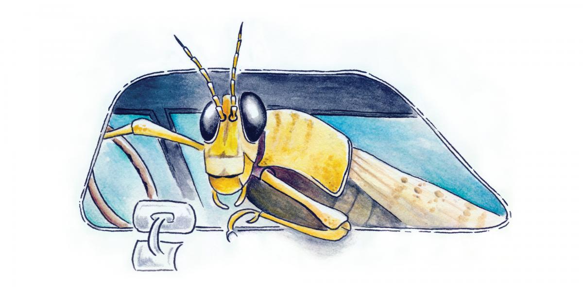 [illustration of a locust leaning out a car window]
