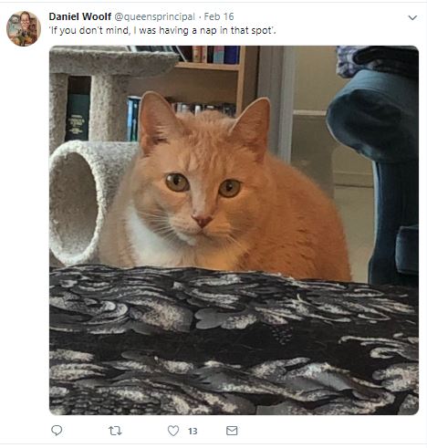 [screenshot of Principal Woolf's tweet about his cat]