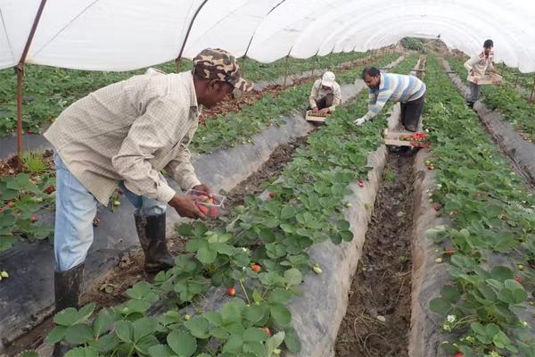 Migrant men work in the strawberry fields.