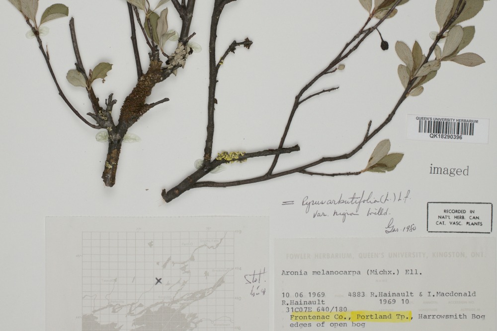 [Fowler Herbarium specimen QK18290396 Black Chokeberry, Aronia Melanocarpa (Michaux) Elliott]