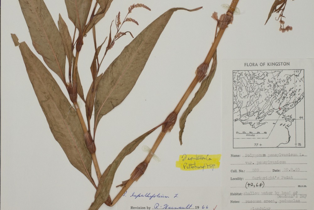 [A Fowler Herbarium specimen QK18296859 Pale Smartweed, Persicaria labathifolia (Linnaeus) Delarbre]