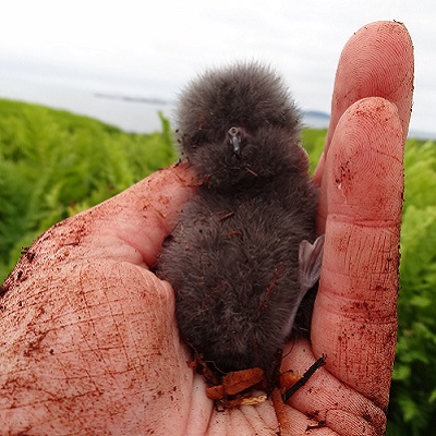 [Photo of Leach’s storm petrel chick by Sabina Wilhelm]
