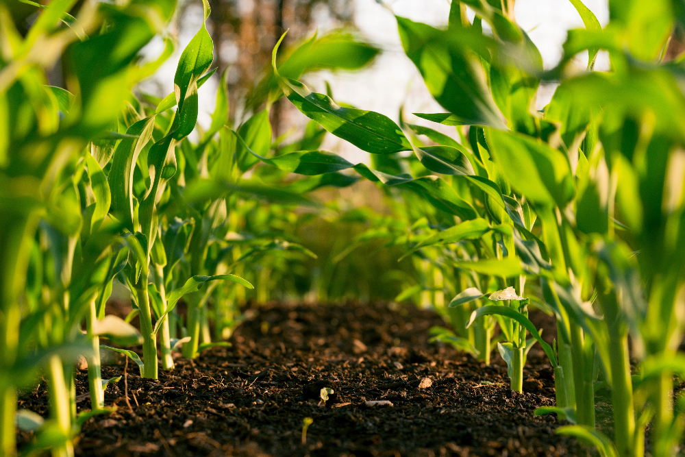[Photo of a sprouting plants in soil - Unsplash]