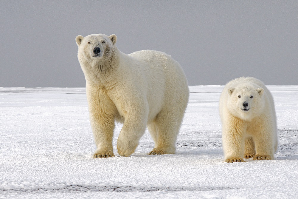 [Photo of polar bears in the Artic]