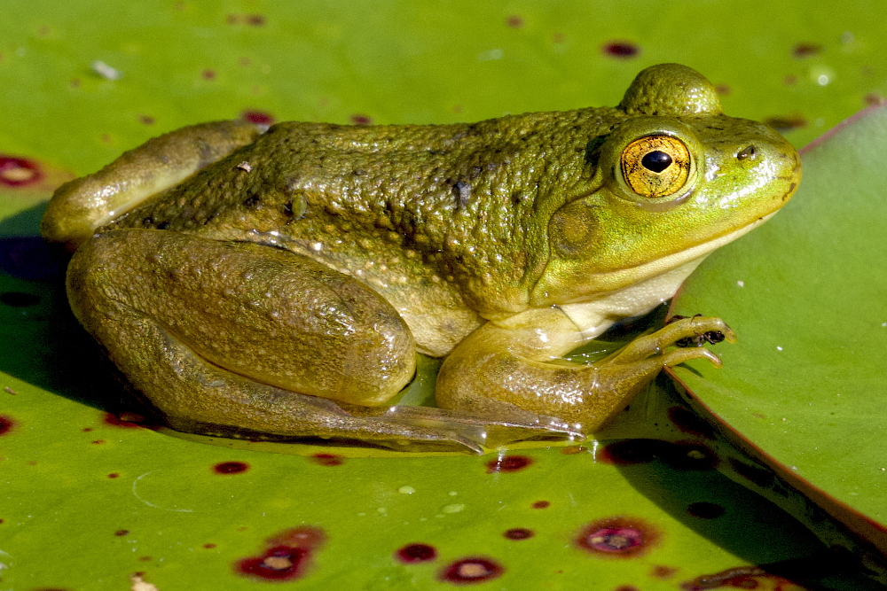 An American Bullfrog sits on a water lily