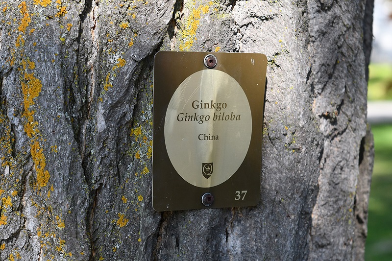 Snodgrass Arboretum - identification plaque
