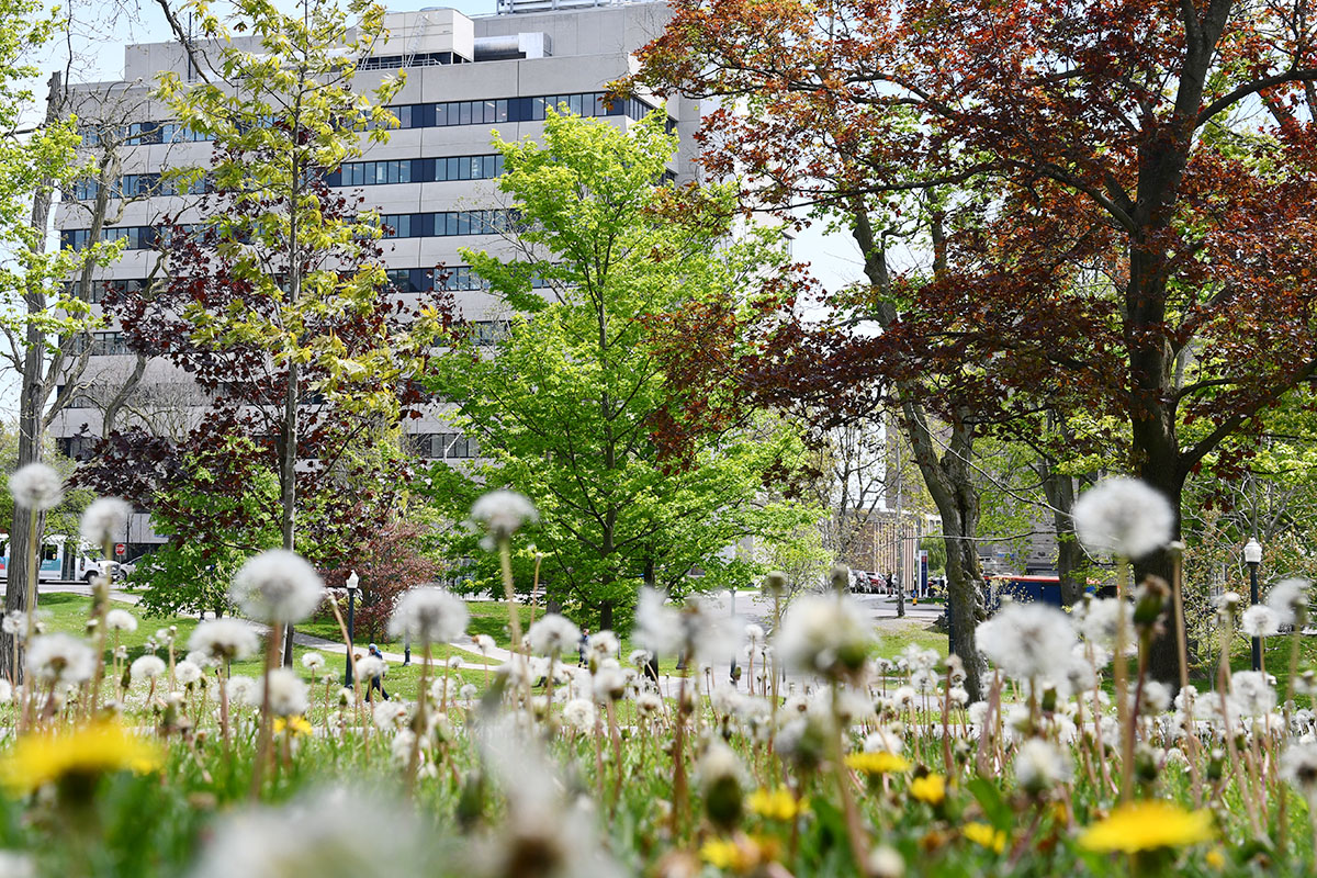Dandelions in front of Botterell Hall
