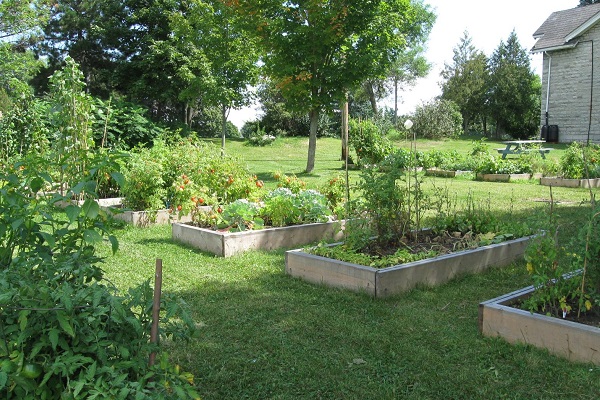 The Queen’s community garden in full bloom. (Photo: Queen’s Sustainability)