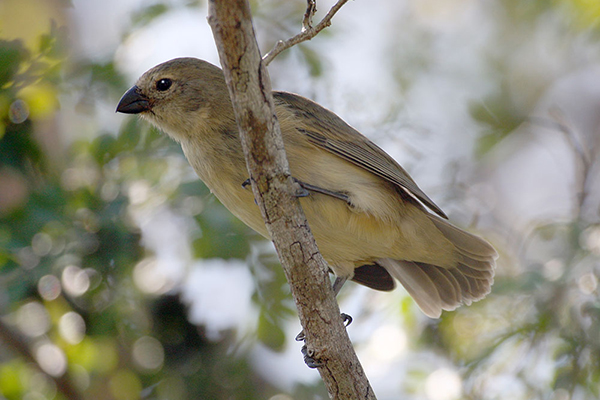 The medium tree-finch is a small, critically endangered bird found on Floreana island.